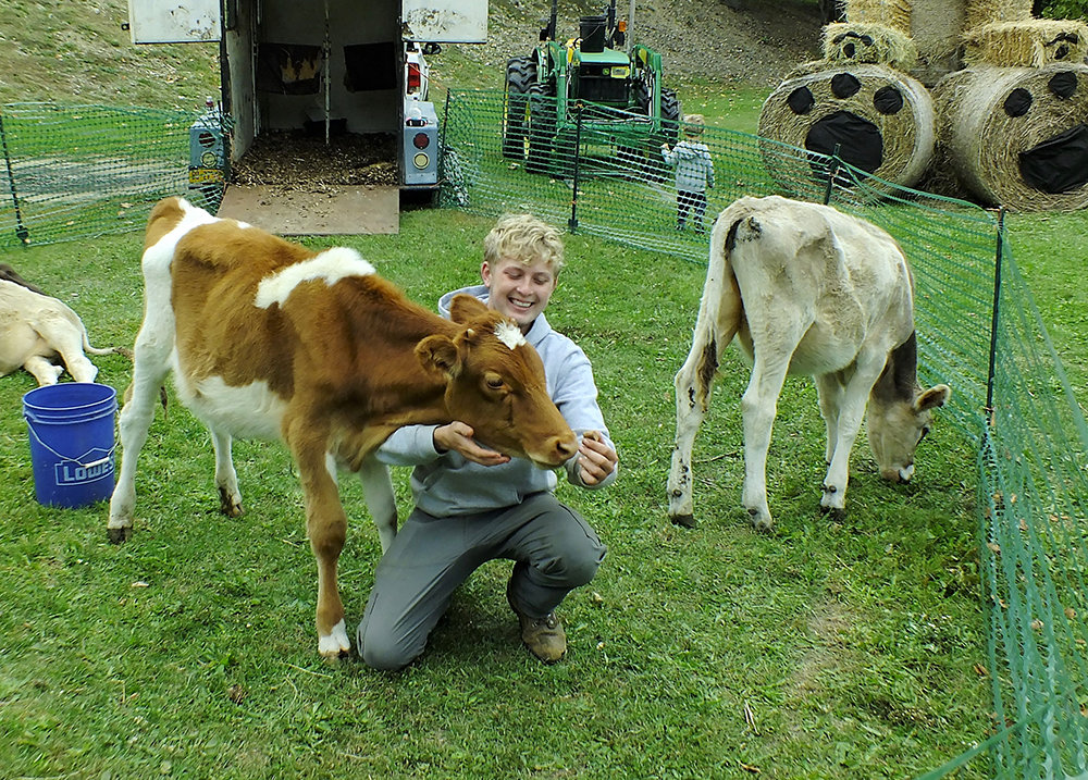 Daniel Cocozza, of Lepinski Farm, brought his cows and in the background is his Hay Bear that he built especially for the festival
